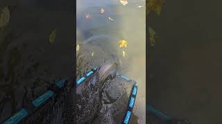 Catch N Release Hugh Erie Steelhead shorts steelhead shortsvideo shortsfeed fish fishin [upl. by Ahel]