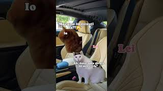 in viaggio 😻😻😻😻🙀🙀🙀😹😹😹catmeme catlover gattitaliani gattini gattoni amoremio amore ioete [upl. by Potter]