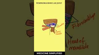 TMJ Anatomy  Temporomandibular Joint Anatomy  Jaw Joint Anatomy anatomy tmj [upl. by Tri979]