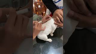 injection rabies vaccine on puppy [upl. by Gardie]