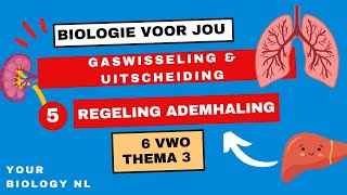 6 vwo  Gaswisseling amp Uitscheiding  5  Regeling ademhaling [upl. by Dari]