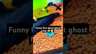 Did you know this about ghost fish  😝👻ghostfish knifefish aquariumhobby shorts [upl. by Ardnuahsal]