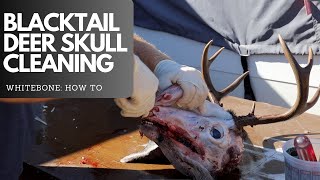 BLACKTAIL DEER SKULL CLEANING [upl. by Llewop]