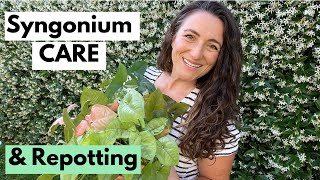 Syngonium Plant Care and Repotting  My Favorites for a Reason [upl. by Sosna]