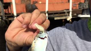 A Fishs Worst Nightmare Tongue Eating Louse Cymothoa Exigua Latches On To Baitfish [upl. by Tnecillim]