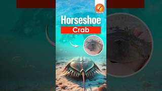 Horseshoe Crab shorts [upl. by Yornoc376]