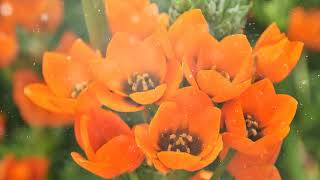 How to Grow Ornithogalum [upl. by Eneja]