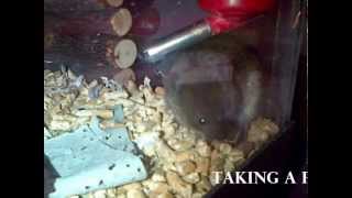 Pet Mice amp Voles [upl. by Brasca]