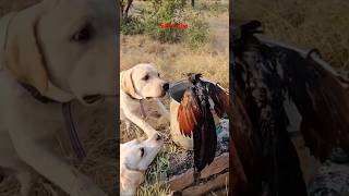 Kaalu Or Roxi  Akele Kaise Bachau  birds bird animalsneedpeople labrador streetdog shorts [upl. by Aehsa]