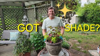 Planting Coleus Container for A Shady Area [upl. by Ihp]