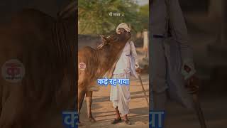 Gau Mata ksutharyanvi ragni haryanviragni shorts [upl. by Aonehc]