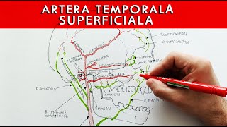 Artera Temporala Superficiala  Origine traiect ramuri anastomoze  Anatomie [upl. by Mikah681]