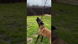 Belgian shepherd dog barking mrentertainment [upl. by Llevram21]