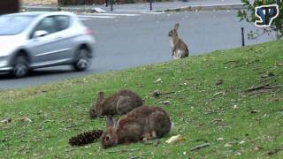 Les lapins de la Porte Maillot [upl. by Revlis]