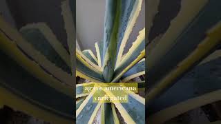 용설란 agave americana variegated 사무실 입양 [upl. by Iffar]