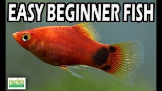 Easy Beginner Fish Platy Fish Species Sunday [upl. by Elyrrad]