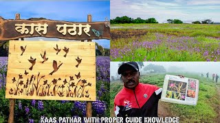 Kaas Pathar Satara  कास पठार 2024  Kaas Plateau 2024 Kaas Pathar the Valley Of flowers latestvlog [upl. by Renfred743]