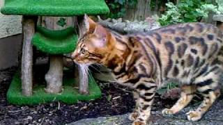 Bengalkatzen MingoTakimo und Shary  6 Monate alt  Video 2 [upl. by Sibella257]