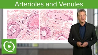 Arterioles amp Venules Main Differences – Histology  Lecturio [upl. by Aihsenat]