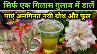 Best Homemade Fertilizer For Rose PlantRose plant growing tipsAloevera fertilizerगुलाबgulab [upl. by Namruht]