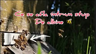 Totul despre Albine  Ce se afla Întrun stupul de albine 🐝🥰 [upl. by Enoob105]