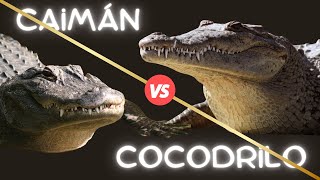 COCODRILO Y CAIMAN ¿Son el mismo ANIMAL [upl. by Cyrie2]