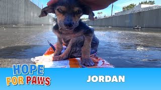 Brave little dog gets rescued from the river His recovery with Hope For Paws will inspire you dog [upl. by Rolanda]