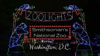 Christmas Zoo Lights  Washington DC National Zoo [upl. by Rikahs]