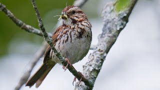 Birds of the USA Eastern  Learn Bird Names  100 Birds 4K [upl. by Nemzzaj]