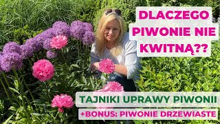 Dlaczego piwonie nie kwitną Oto7 powodów Jak uprawiać piwonie oraz bonus piwonie drzewiaste [upl. by Timmie930]