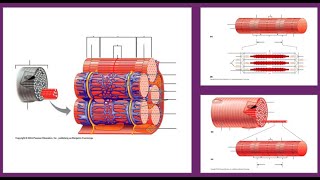 Anatomy of the Myofiber and Myofibril  Identify the structures with me [upl. by Claudette31]