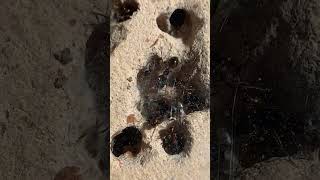 Pogonomyrmex rugosus ant colony in a DIY formicarium  Rough harvester ants [upl. by Atram476]