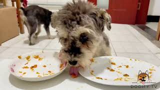 Pet Food Reviews 2024🐶 Dogify TV Dogs Series 16 🐶🍔 Funny Puppies Food Review Channel Videos [upl. by Wie]