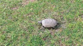 2nd Gopher Tortoise Crawls amp Stops to Consume Grass at River Woods Park Oviedo Florida [upl. by Anaujait287]