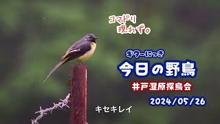 ギター日記 今日の野鳥 ・ 井戸湿原探鳥会 2024年5月26日 [upl. by Anelram]