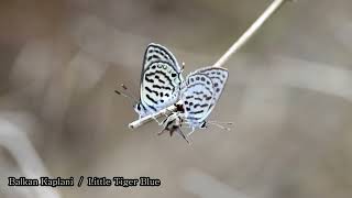 Balkan Kaplanı  Little Tiger Blue  Tarucus balkanicus [upl. by Felipe]