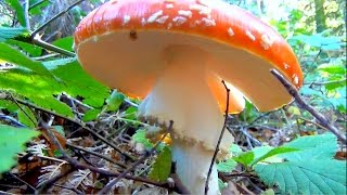 Champignon  Amanite Tue Mouches  Toxique  Amanita Muscaria  Bretagne  France [upl. by Eloise]