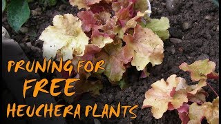 Pruning and Propagating Heuchera [upl. by Haggerty102]