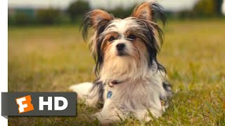 A Dogs Journey Movie Clip  Opening Scene 2019  FandangoNOW Extras [upl. by Ree495]