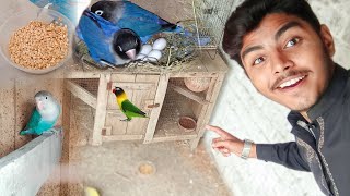 Lovebirds Ka New Setup Bana Lia 😍 Avairy Mein Doves Hi Doves Hogain [upl. by Kcirdot]