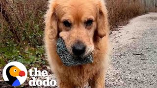 Golden Retriever Is Obsessed With Collecting Massive Rocks  The Dodo [upl. by Anatollo45]