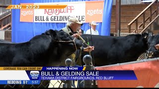 The 83rd Annual Red Bluff Bull amp Gelding Sale is officially underway [upl. by Aicilana]