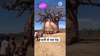 पानी से भरा हुआ पेड़  water store tree  tree [upl. by Rod]