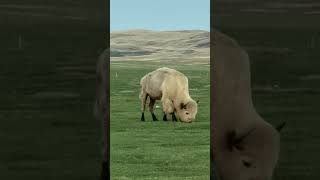 Amazing White Buffalo buffalo [upl. by Ellehcirt]