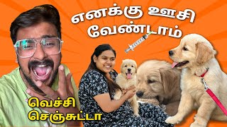 First Injection For Rani  My Wife Cried🥲 Golden Retriever Puppy  Tuberbasss Dog  Tamil Vlogs [upl. by Ihtac245]