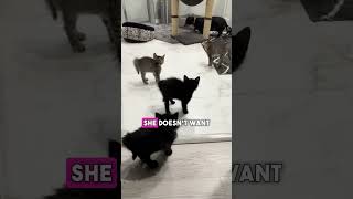 This dog is scared of the new kittens 😂 [upl. by Onailil]