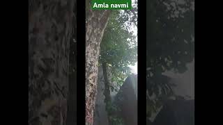 Amla navmi pr amla ke briksh ka poojan [upl. by Yttiy763]