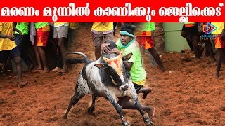 Jallikattu 2020 at Trichy Manapparai  Jallikattu2020  Latest Jallikattu  Malayalam Filmnagar [upl. by Glennon]