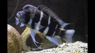 What to Feed Frontosa Cichlids [upl. by Adrea]