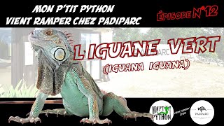 LIGUANE VERT Iguana Iguana [upl. by Etnoel]